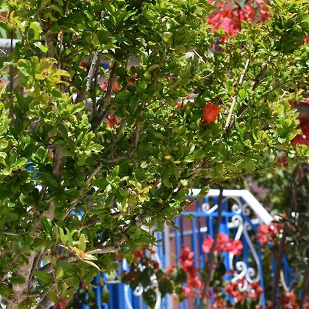 Reginas & Apartments- Fiscardo View פיסקרדו